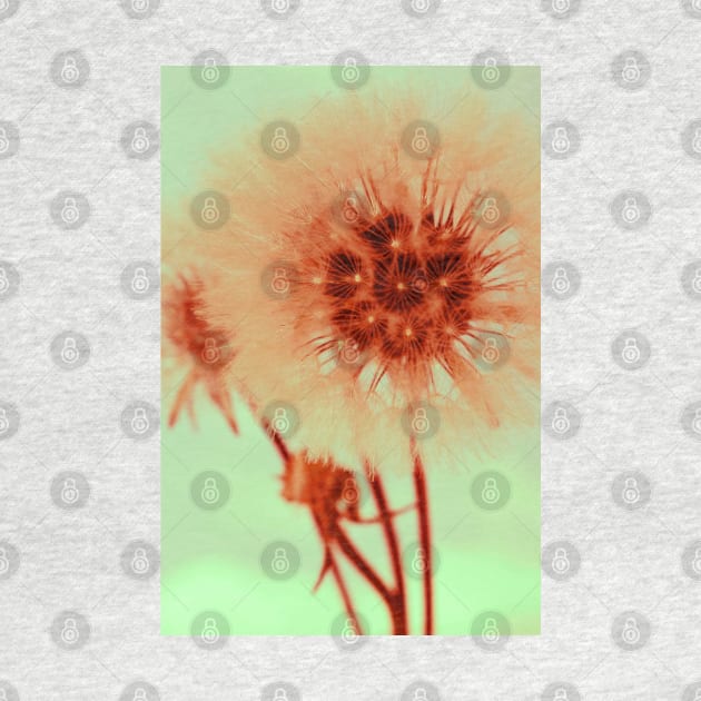 Dandelion II by infloence